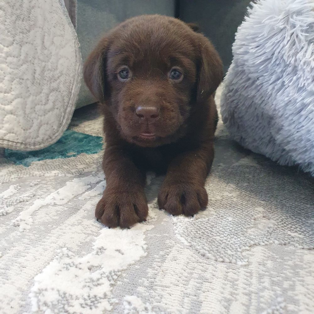 Labrador Pedigree Ciocolatiu