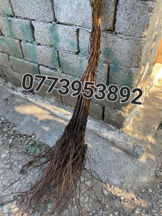 Vând butasi hibrizi anul1,2 și 3