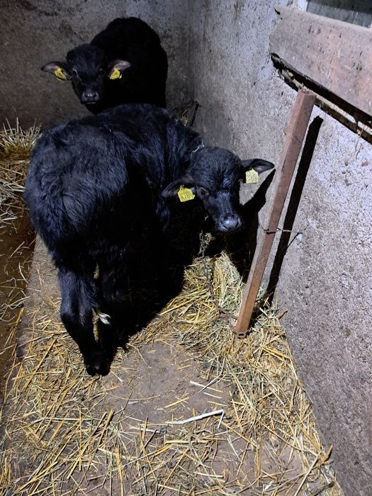 Vaind un tauras  de bivol