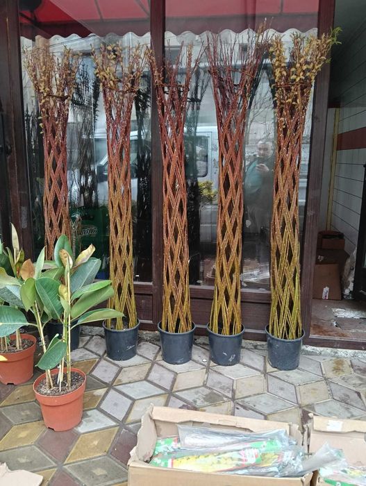 Transport Național și Plantare | Tuia, Tei, Frasini Ornamentali