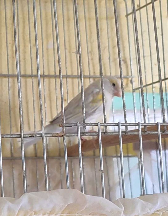 Последен женски и мъжки канари за Бургас