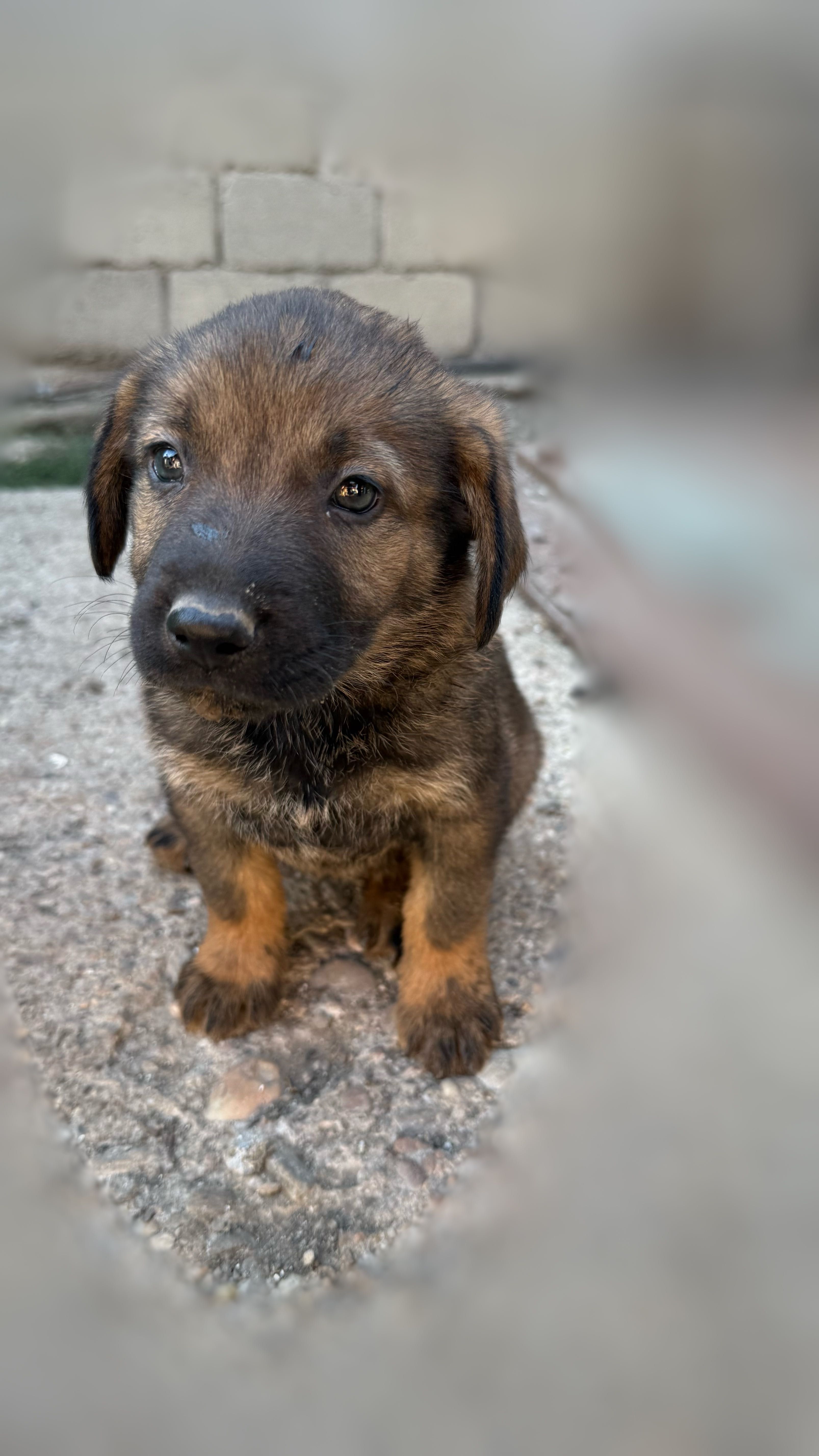 Cățeluși spre adopție