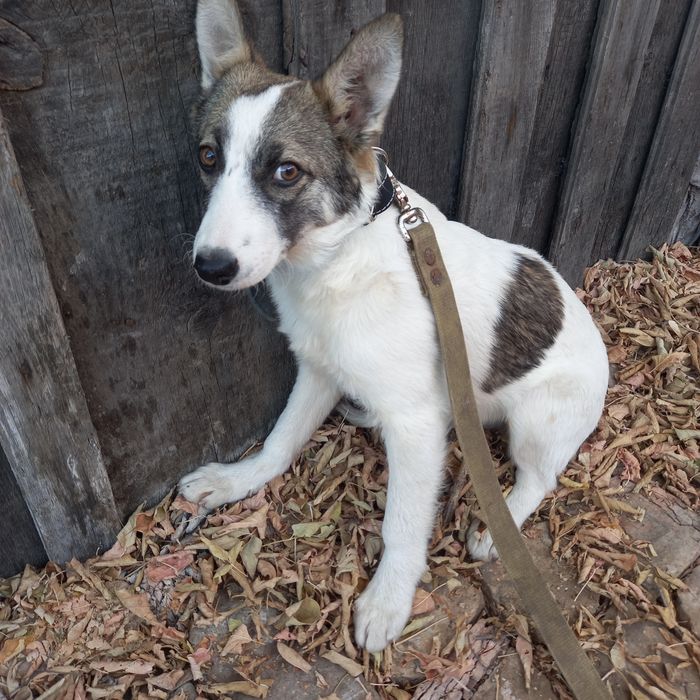 Отдам щеночка 4,5 месяца. КРАСИВАЯ. В меру игривая, ласковая