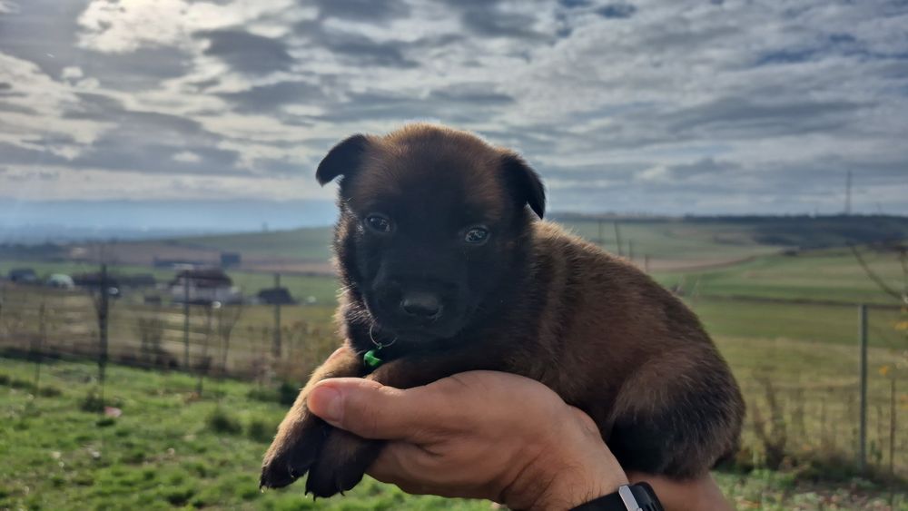 Mascul Ciobănesc Belgian Malinois  pedigree
