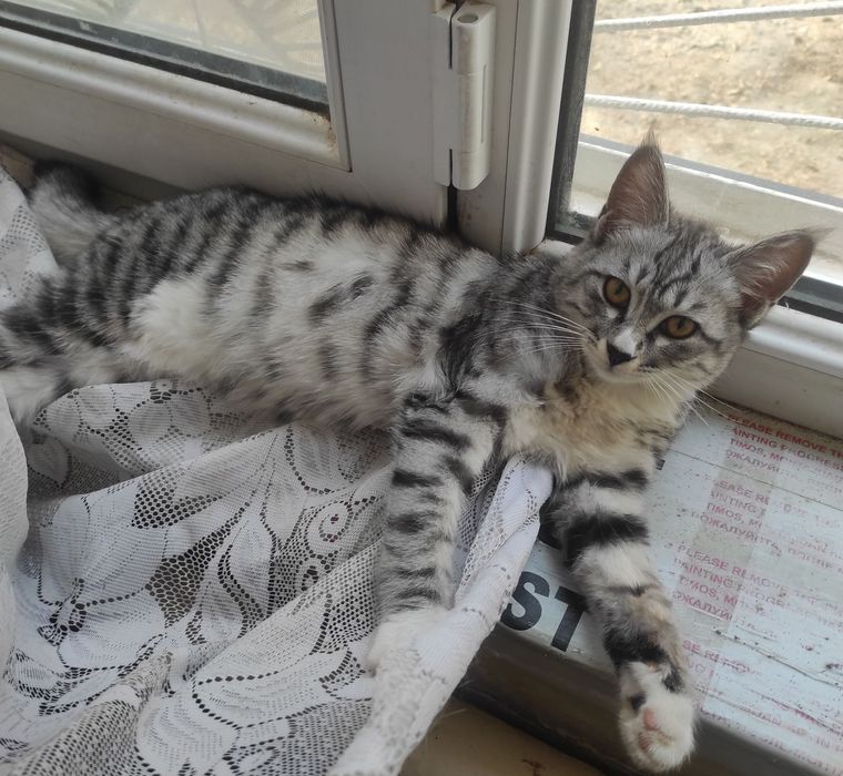 Котенок  Ангорка-девочка(серая) 4месяца