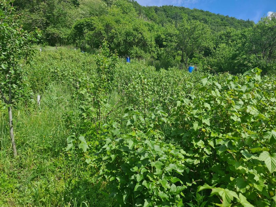 Tufe de coacăz negru (3-4 ani) – productivitate + gust de top