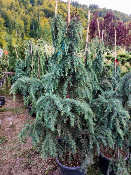 Luxury Garden Echilibrul Perfect între Natură și Lux în Grădina ta