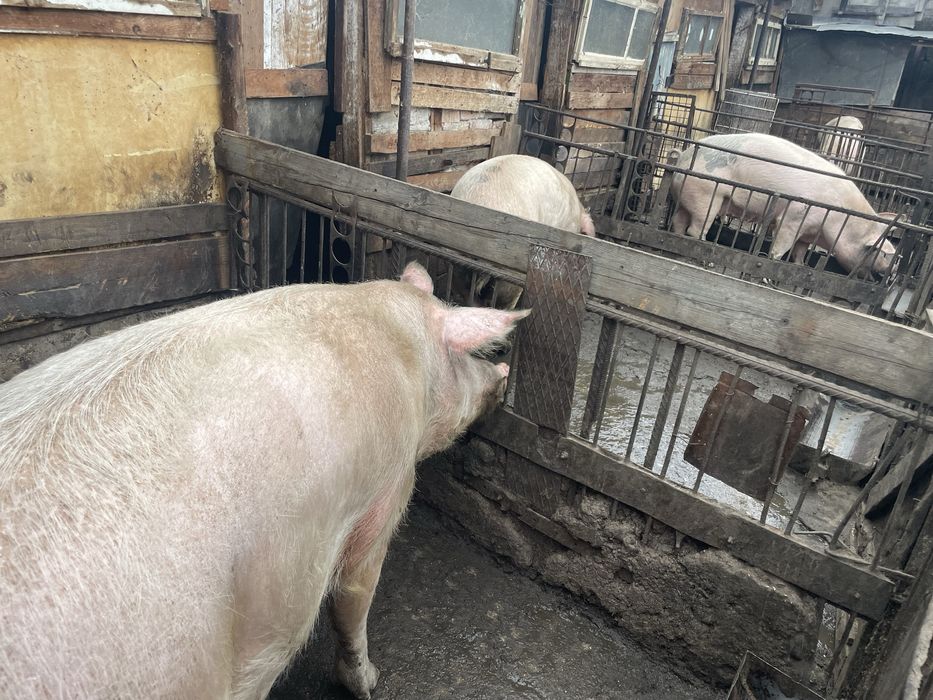 Прасета ………………..