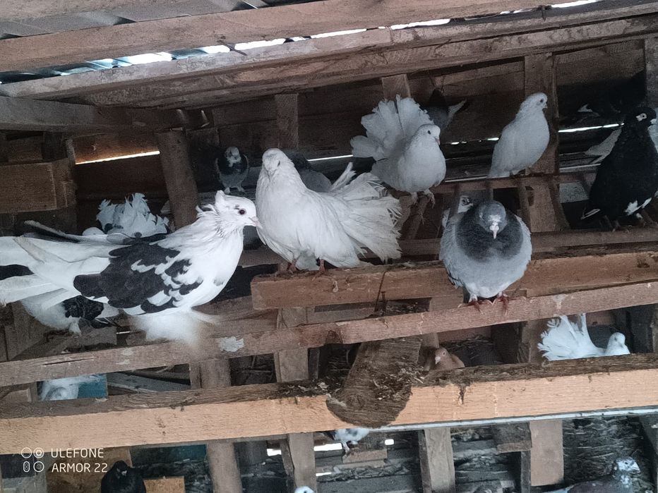 Vând porumbei diferite rase