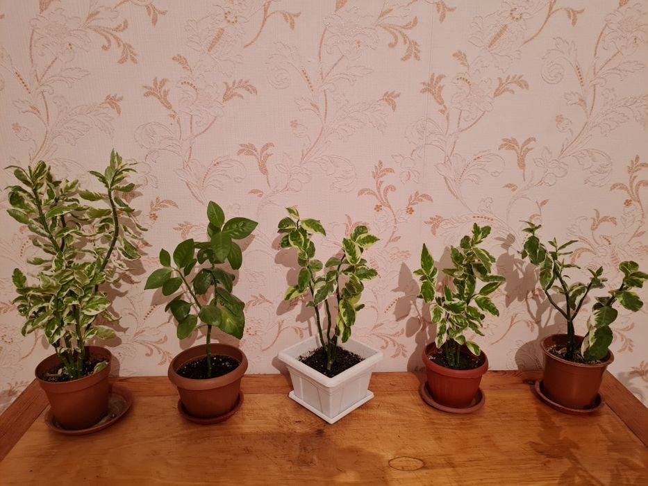 Әр   түрлі   үй   гүлдері сатылады