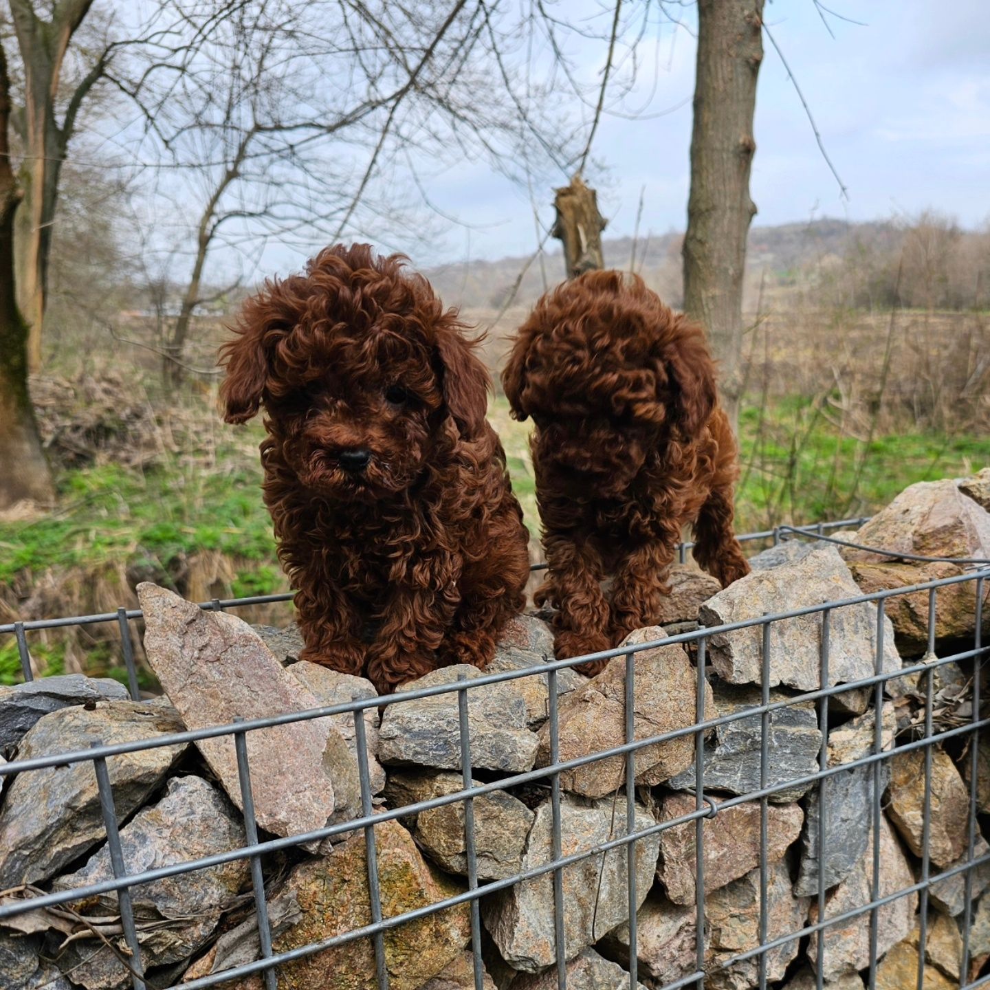 Той Пудел [toy poodle] БАБХ лицензиран развъдник