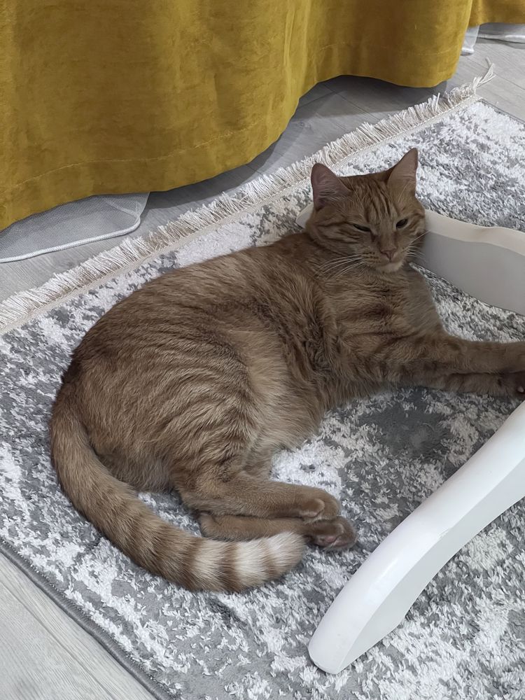 Красивый рыжий котик