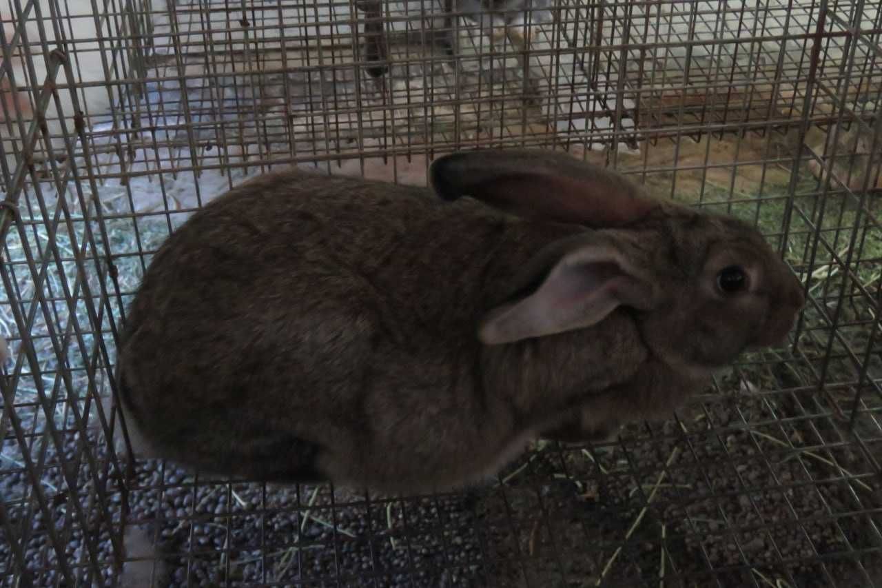 Quyonlar sotiladi, 1, 2, 3oyliklari, zoti xikol, mahalliy duragay