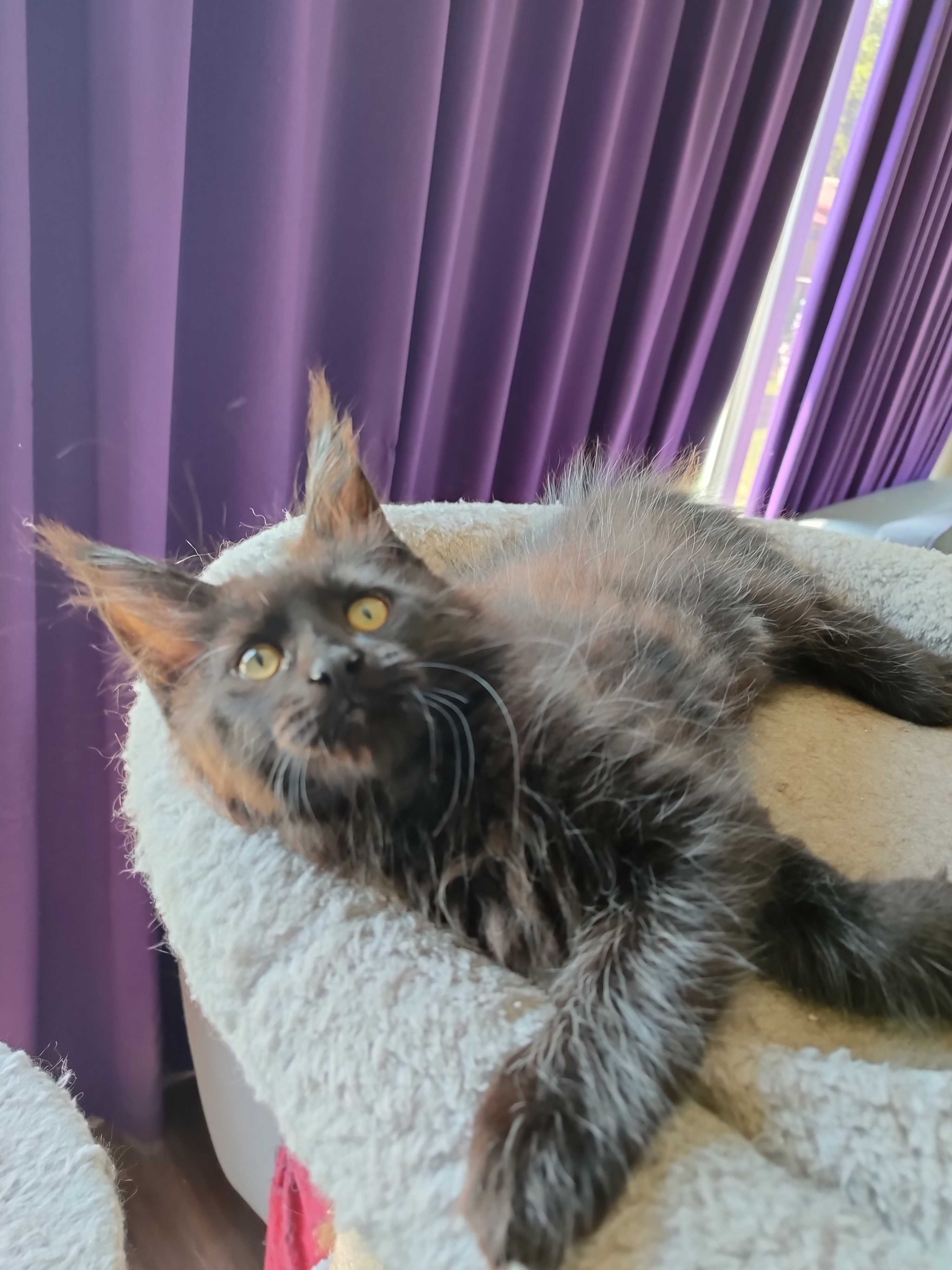 Котенца Мейн Кун