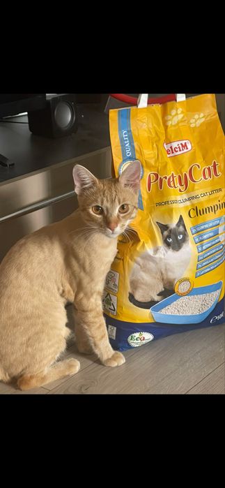 Donez pisica foarte iubitoare (baiețel)