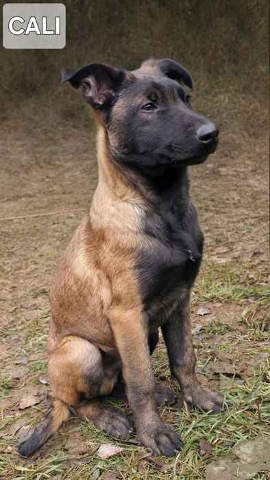 Malinois 3 luni -cu pedigree