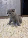 Pui Scottish Fold ~fetita~