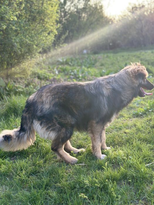 Caine pentru adoptie mascul, aproximativ 1 an