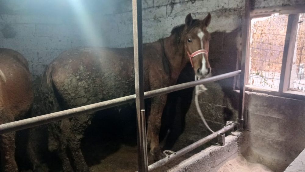 Құнан шығар сатылады семіз