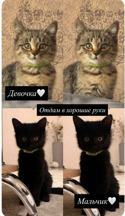 Отдам котят в хорошие руки