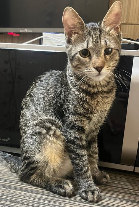 Pui de pisica spre adoptie