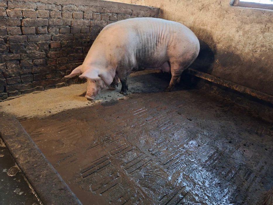 Продавам прасета - свине майки незаплодени