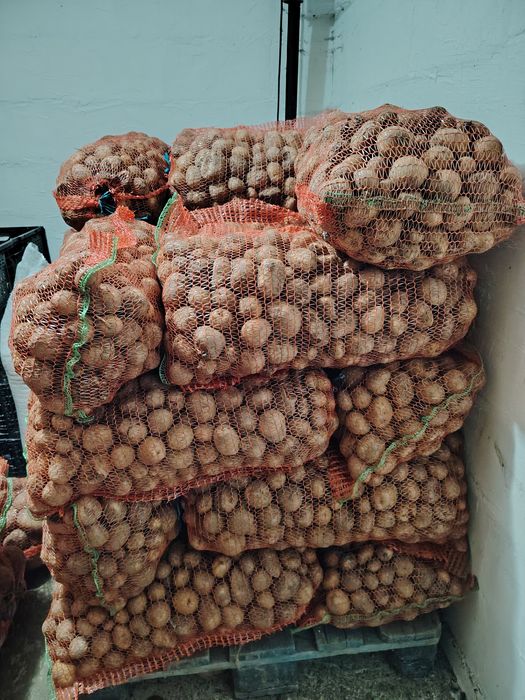 Cartofi pentru animale 0.70 bani