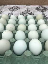 Oua de araucana pentru incubat sau consum