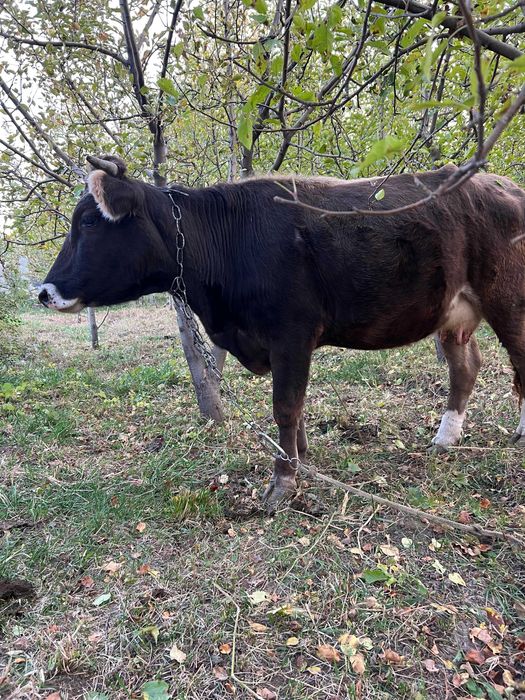 Продам корову дойную
