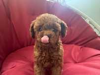 Pui Poodle Toy – linie italiană, femelă mini, carnet și microcip