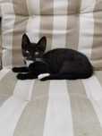 Ofer spre adoptie pisicuta