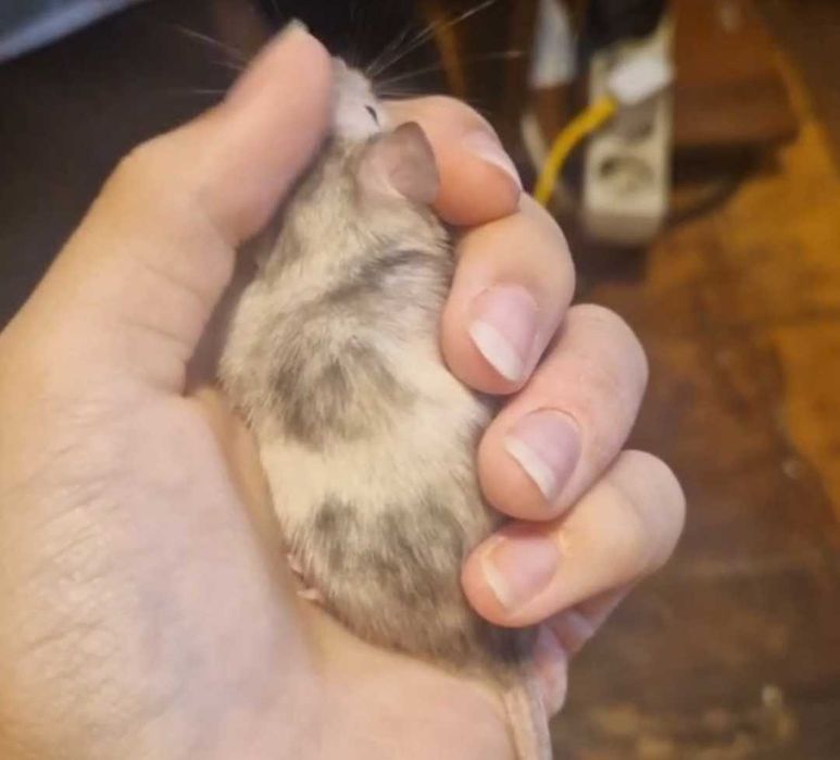 Домашня мишка с клетка ще подаря