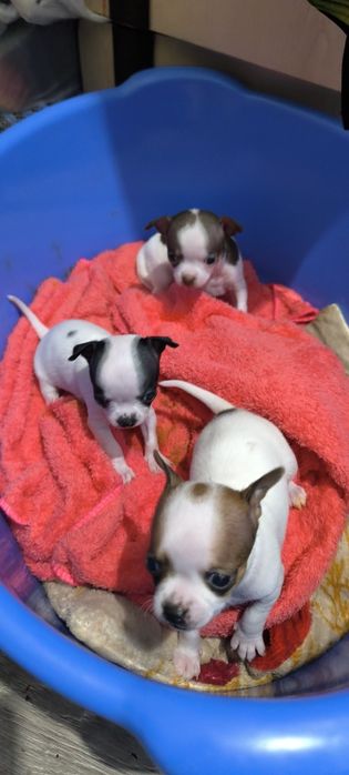 Отдам в хорошие руки, кутята Чихуахуа родились 4 ноября, 3 мальчика