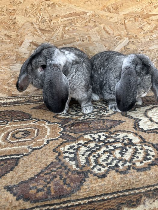 Iepuri berbec german