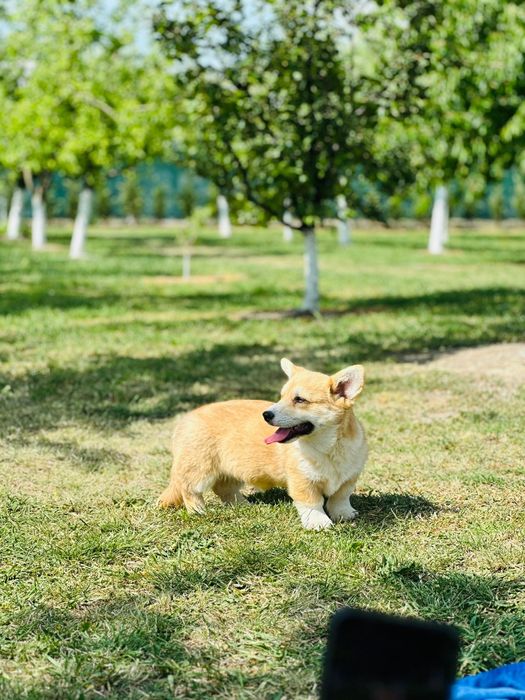 Corgi    penbroke