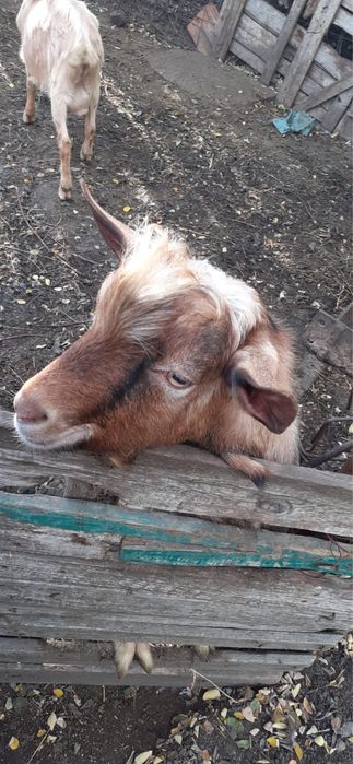 O oaie si 3 capre de rasa