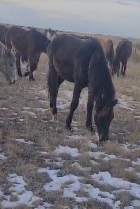 Продам Тай полторашка