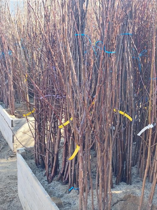 Pomi altoiti si vita de vie