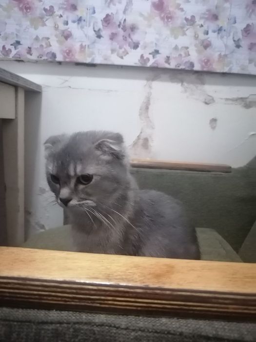 Scottish fold  gibrit