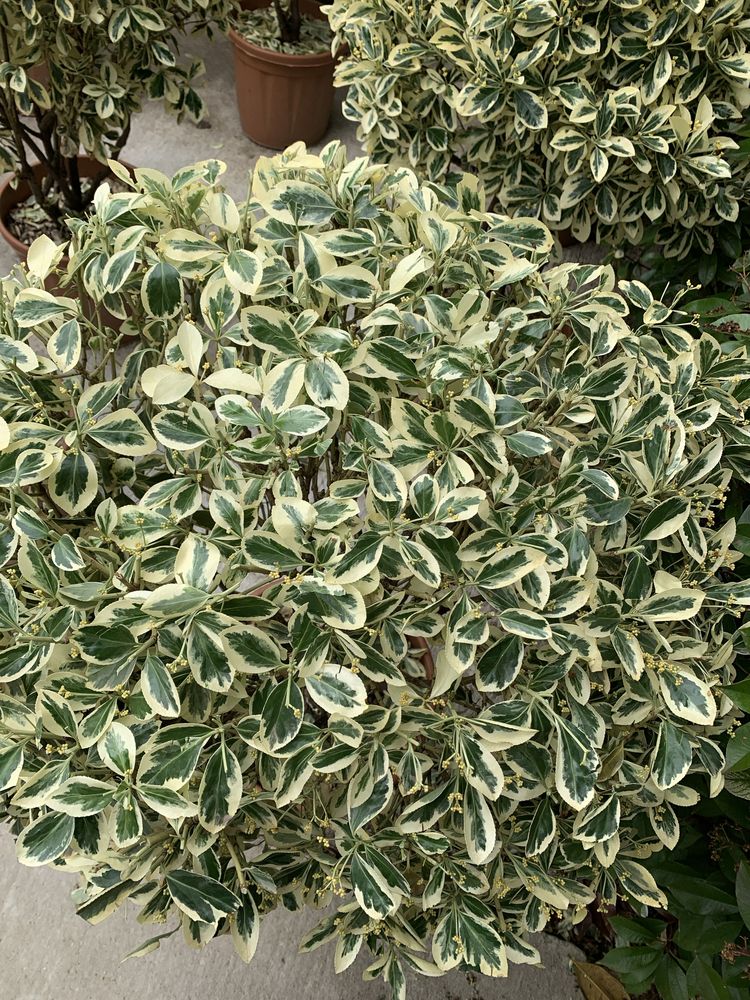 Salba Japoneza Euonymus Japonicus vesnis verde plante ornamentale