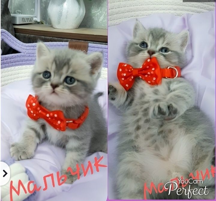 Готовятся к продаже чистокровные шотландские вислоухие котятки