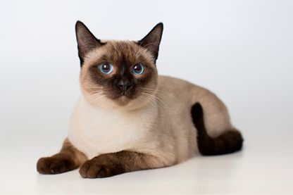 Отдам кошку в хорошие руки заботливые