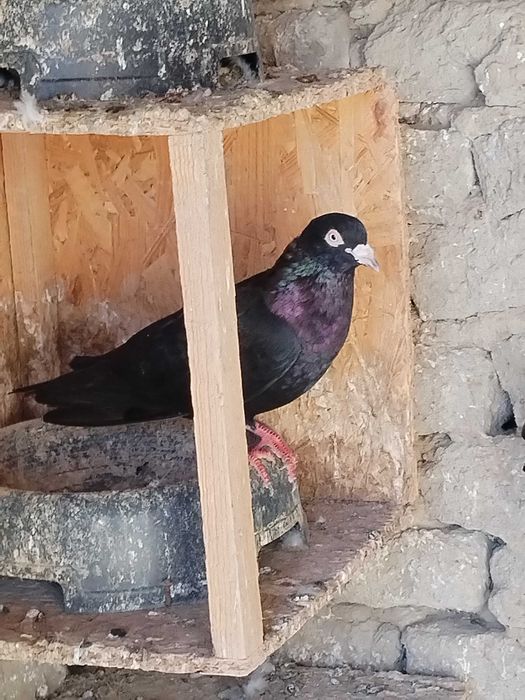 Пазарджишки гълъби