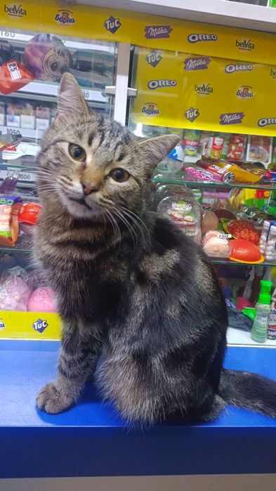 Котик только для любящего сердечка