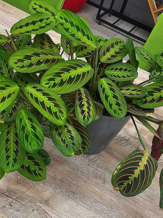 Уход за комнатными цветами