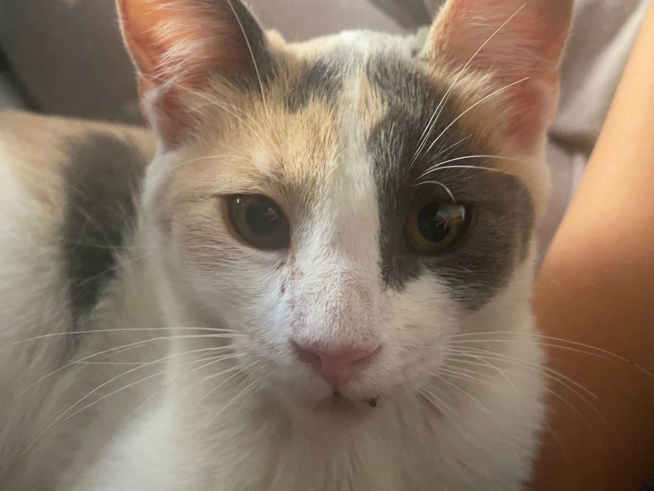 Dau spre adoptie pisica calicho