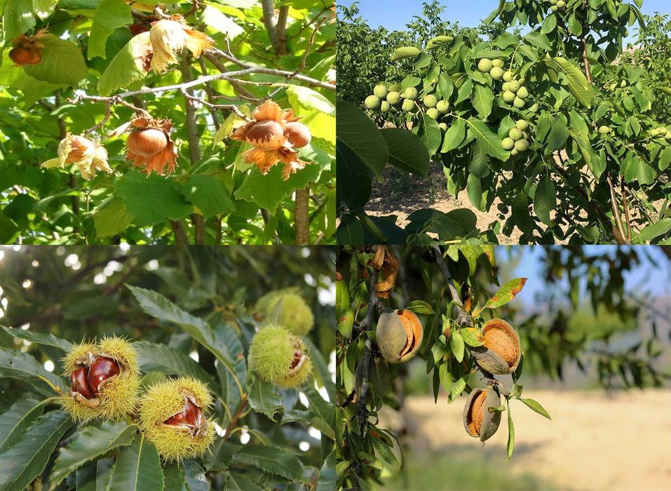 Fructe nucifere Alun de padure Nuc Castan comestibil Migdal