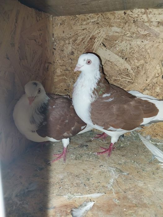 Jucători de galați