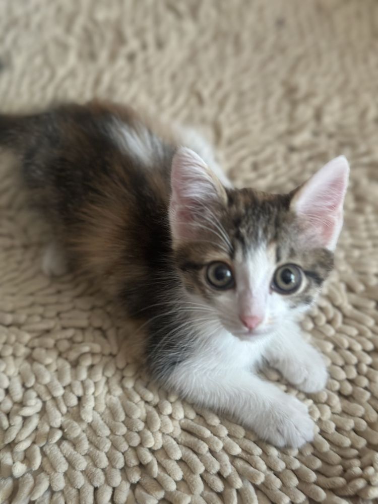 Котята ищут дом