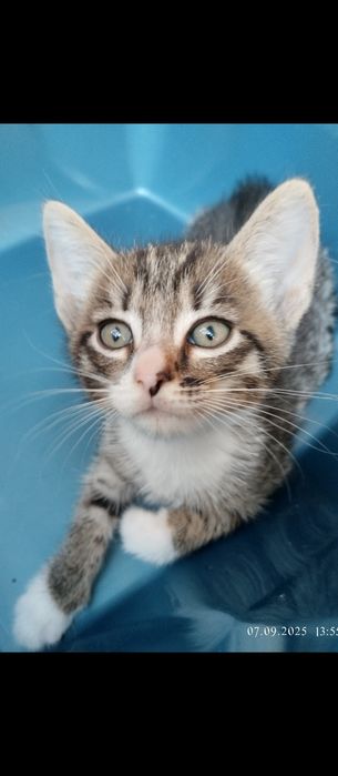 Отдам доморощенных  котят